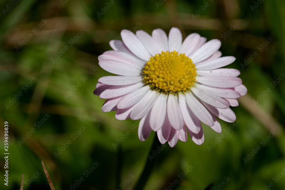 Obraz premium Daisy - detail