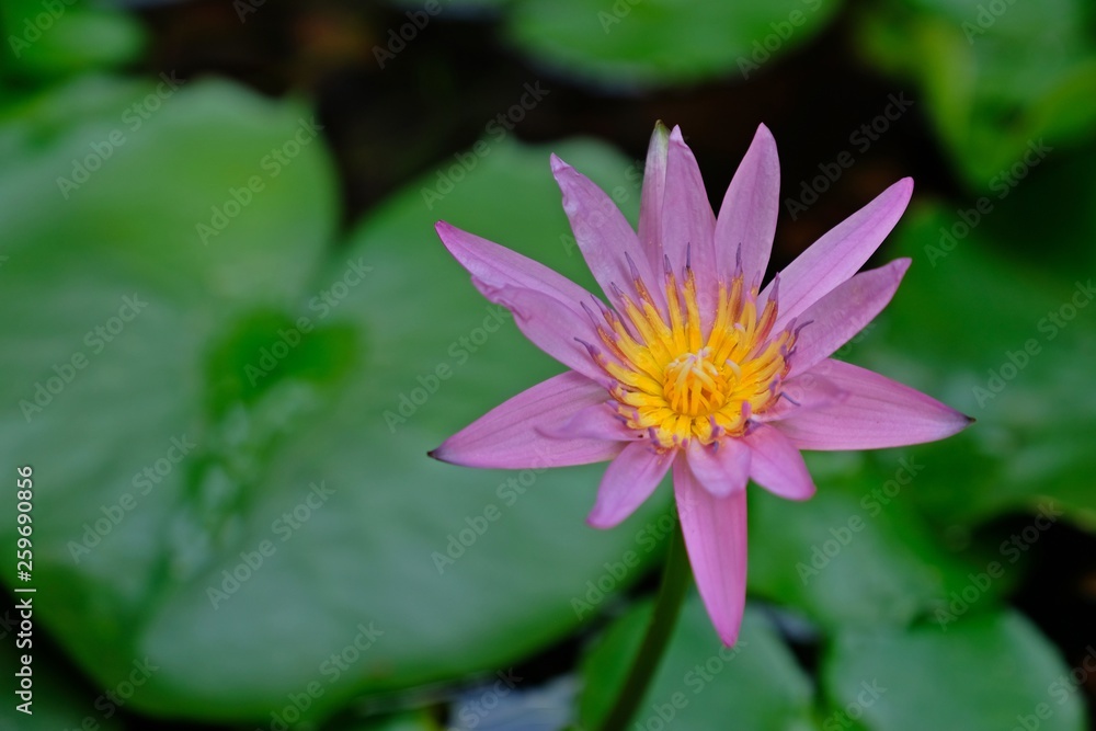 Beautiful pink lotus flowers or water lily blossom with green leaves background. Beautiful pink lotus flowers or water lily blossom with green leaves background.