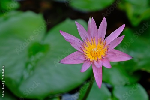Beautiful pink lotus flowers or water lily blossom with green leaves background.
