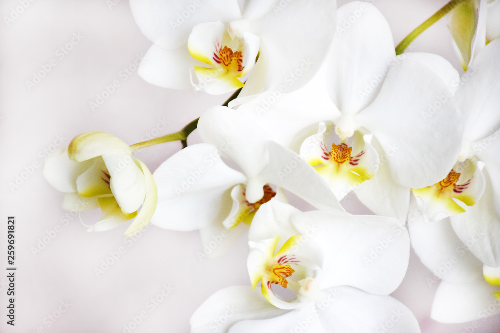 Many white orchids flowers on a gentle pink background on selective focus. Many white orchids flowers on a gentle pink background on selective focus.