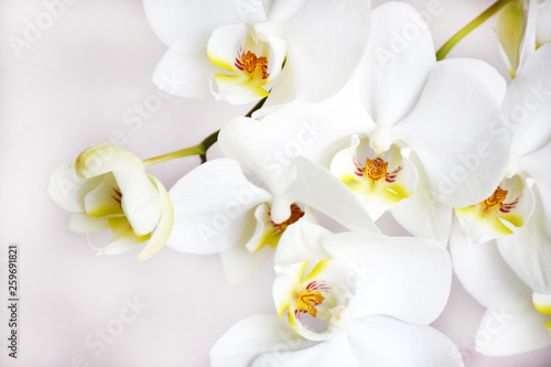 Many white orchids flowers on a gentle pink background on selective focus.