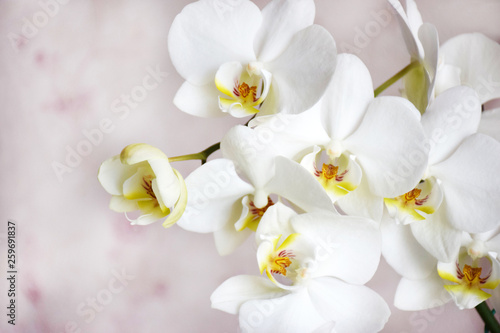 Many white orchids flowers with copy space on a gentle pink background on selective focus.
