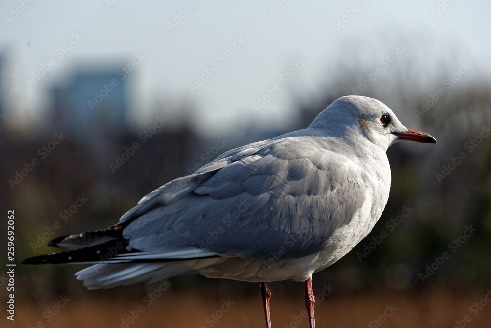 Fototapeta premium Seagull in the middle of a pond.