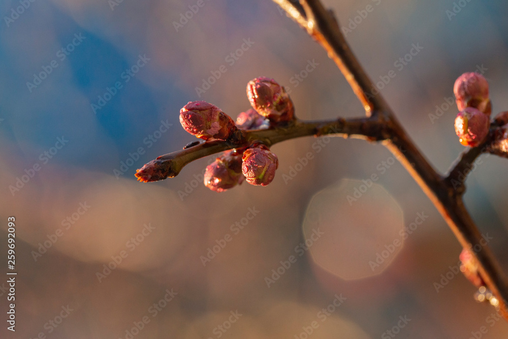 Swollen, unopened flower buds of apricot. Spring changes in plant life. After the rain. Swollen, unopened flower buds of apricot. Spring changes in plant life. After the rain.