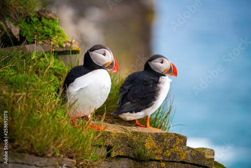 Canvas Print Atlantic puffin also know as common puffin is a species of seabird in the auk family