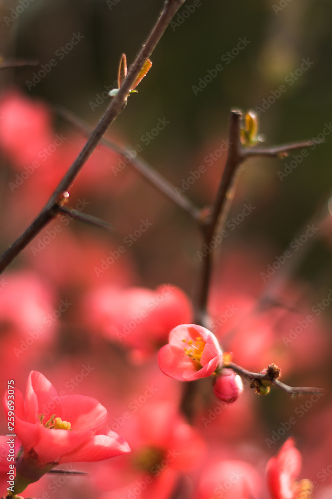 Beautiful red spring blossom flowers on branch of a small bush. Dark background and a shallow depth of field. Beautiful red spring blossom flowers on branch of a small bush. Dark background and a shallow depth of field.