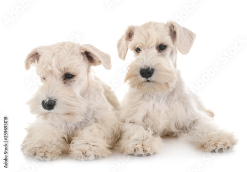 puppies white miniature schnauzer