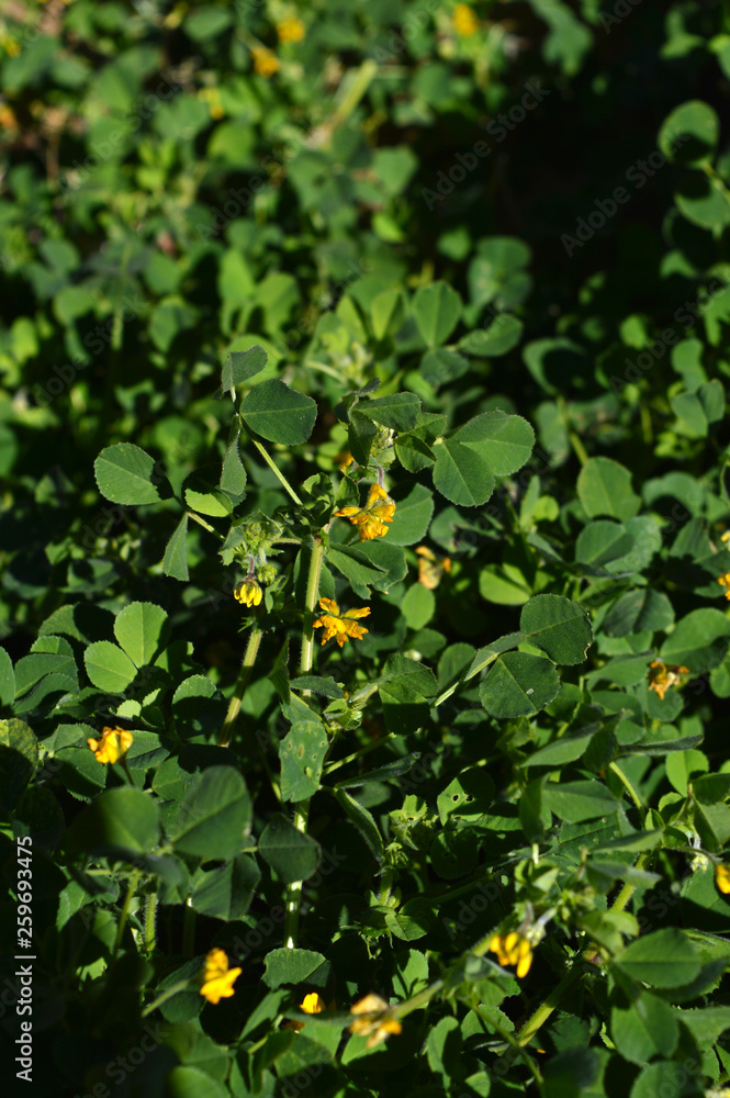 Close-up of a California Burclover in Bloom, Burr Medic, Medicago Polymorpha, Nature, Macro Close-up of a California Burclover in Bloom, Burr Medic, Medicago Polymorpha, Nature, Macro