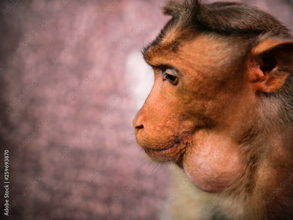 Obraz premium Monkey gray langur