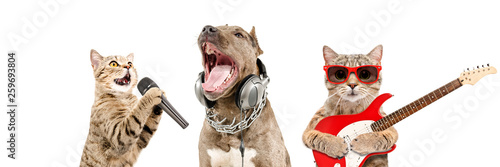 Portrait of pets musicians together isolated on white background