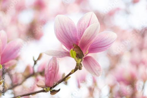 Blooming branch of magnolia tree in spring time. Close up