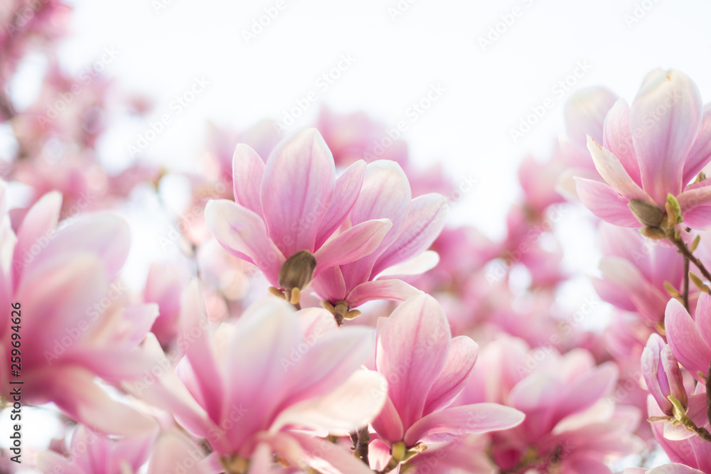 Spring floral background.Beautiful light pink magnolia flowers in soft light. Bottom view Spring floral background.Beautiful light pink magnolia flowers in soft light. Bottom view