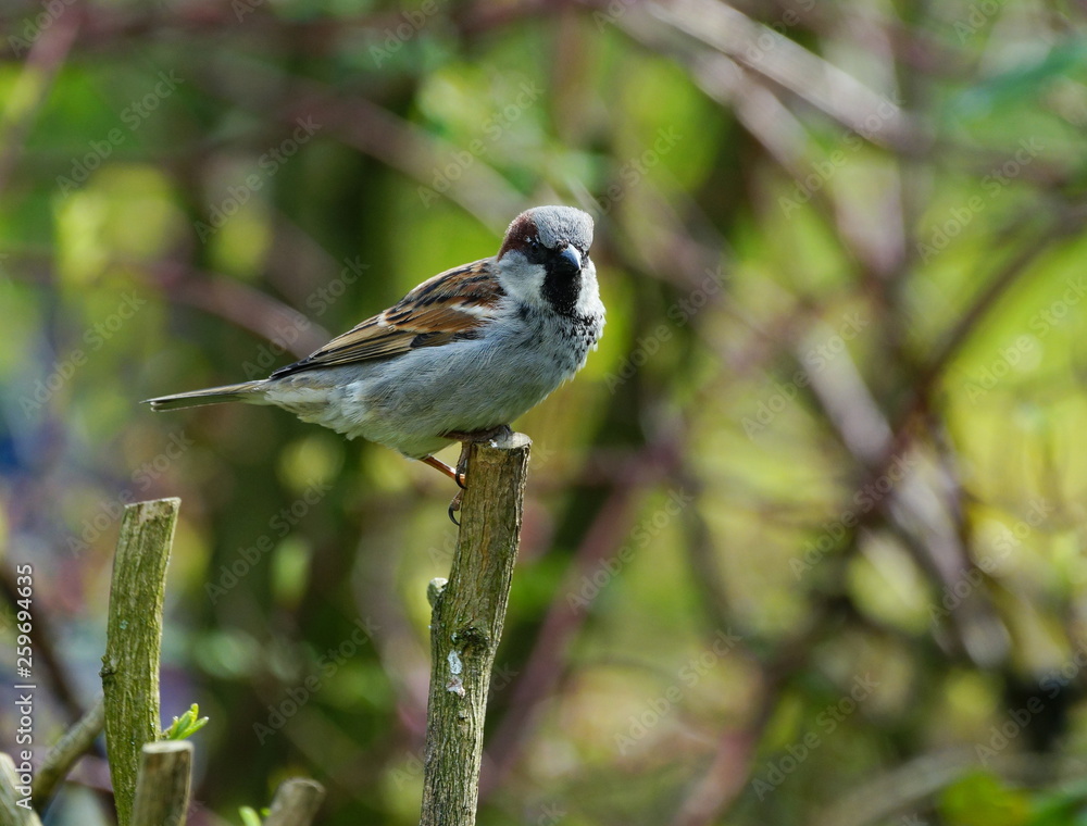 Naklejka premium Sperling,Hecke,Garten,Lebensraum