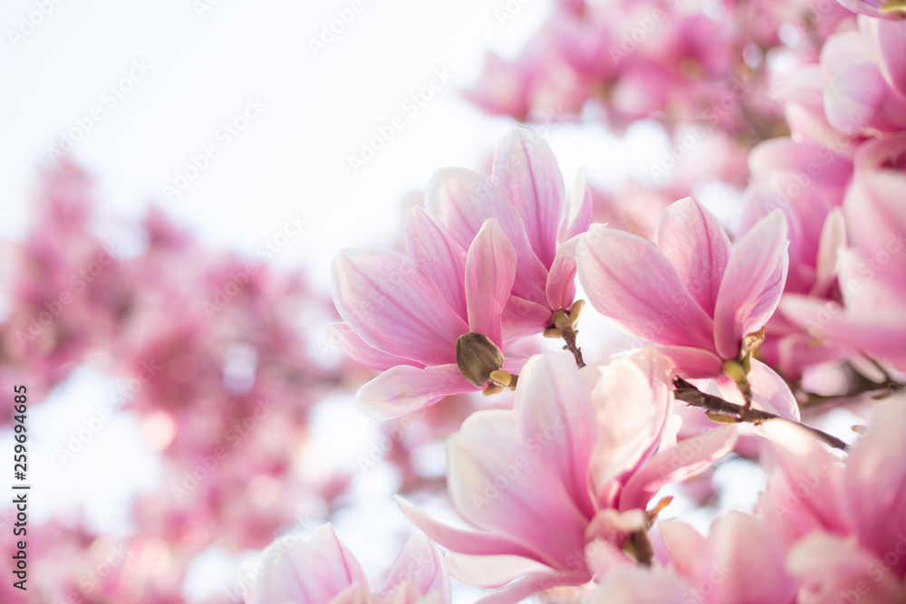 Fototapeta premium Magnolia flowers spring blossom background. Selective focus