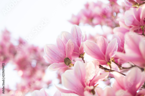 Spring floral background. Beautiful light pink magnolia flowers in soft light. Bottom view