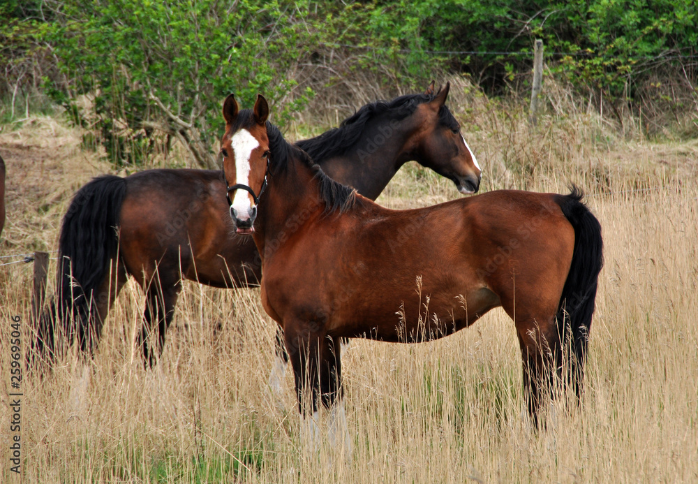 Fototapeta premium Pferd