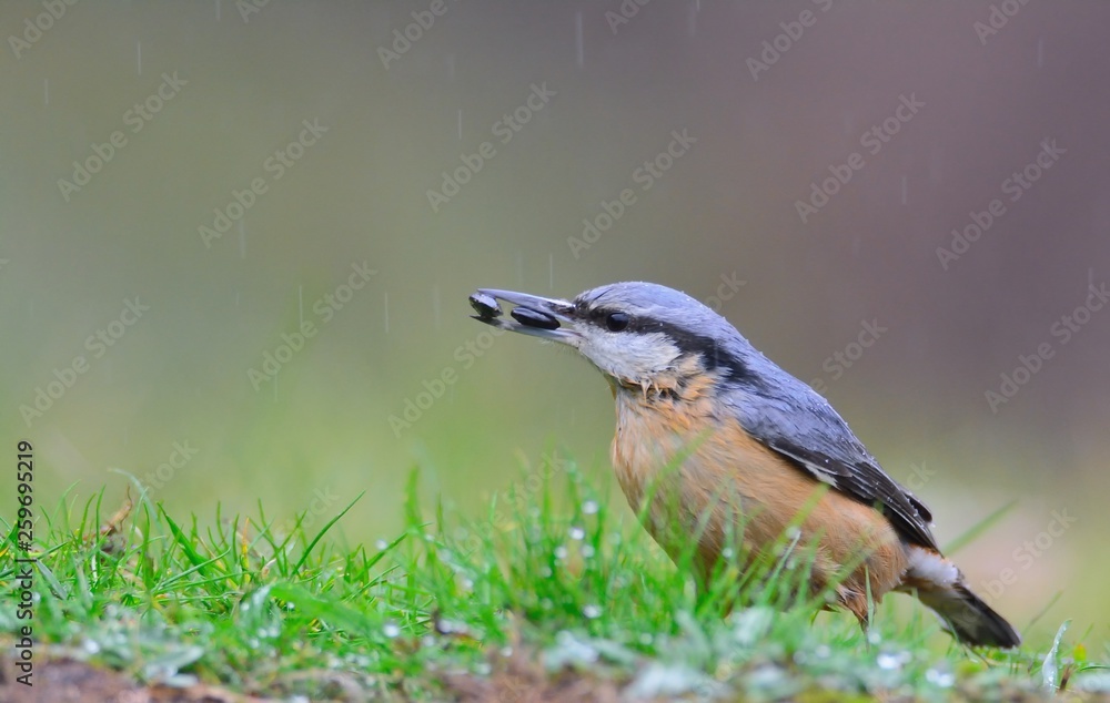 Obraz premium Eurasian nuthatch with two pipes in the beak.
