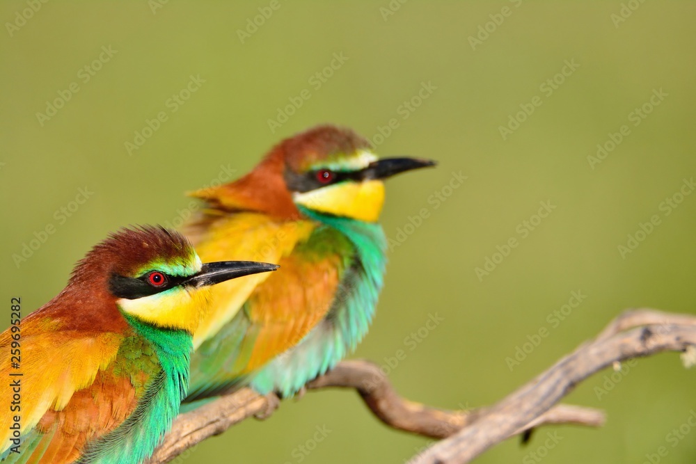 Couple of bee-eaters on leafless branch