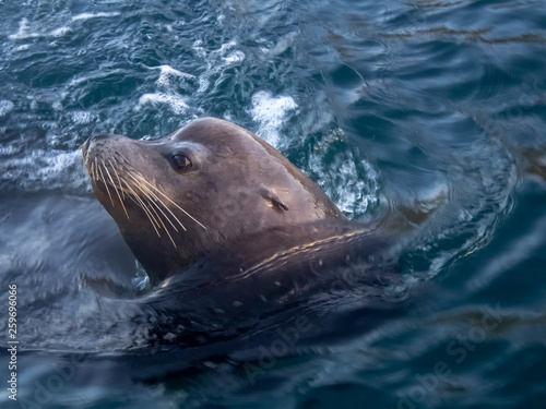 A large sea lion follows boats to the marina in Cabo San Lucas in the hope of being fed some fish.