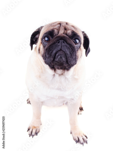 Portrait of a pug dog with big sad eyes. Isolated