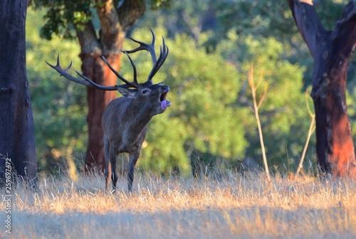 A adult red deer stag.