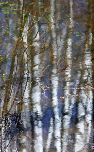 the blurred reflection of trees in water