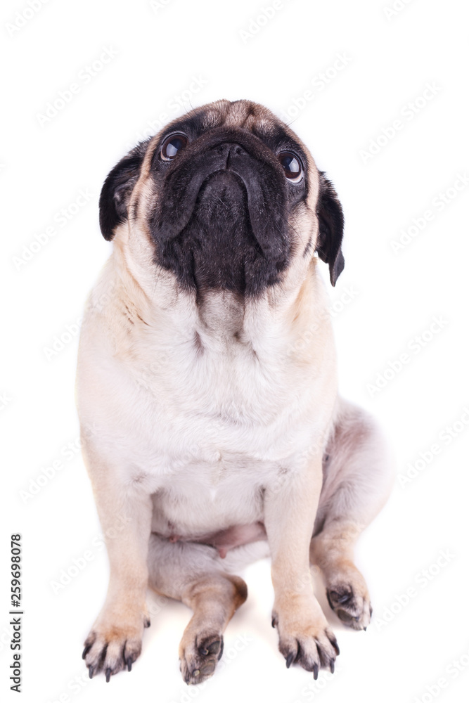 Sad dog pug sits and looking up. Isolated