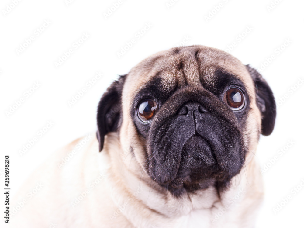 Portrait of a pug dog with big sad eyes. Isolated