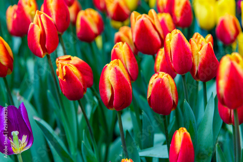 Many colorful tulips.