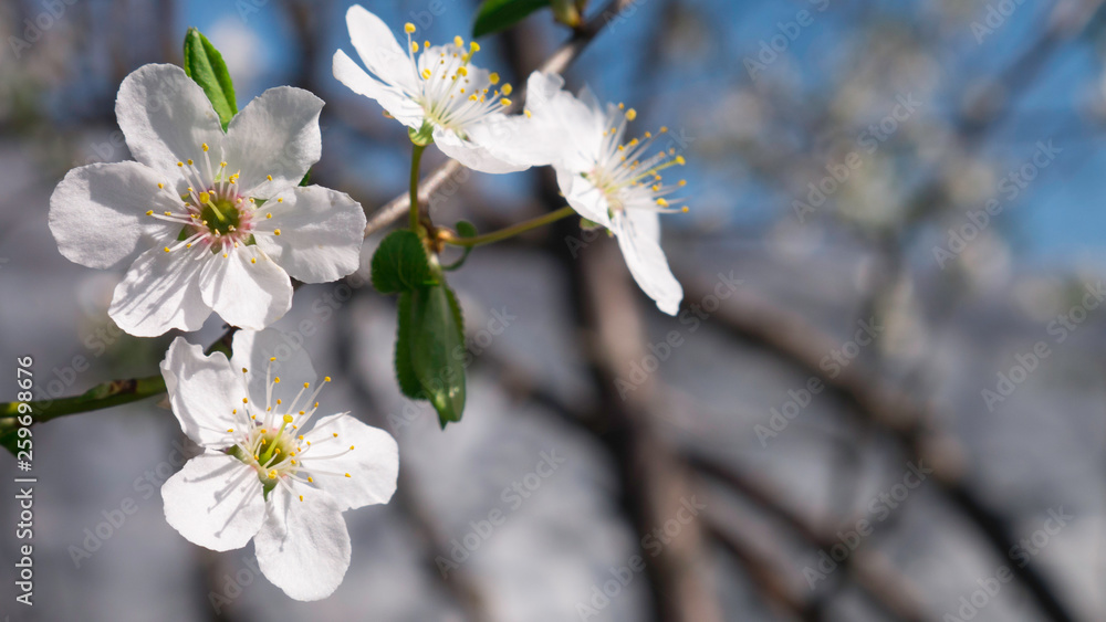 Apricot tree flower with buds blooming at springtime, vintage retro floral background Apricot tree flower with buds blooming at springtime, vintage retro floral background