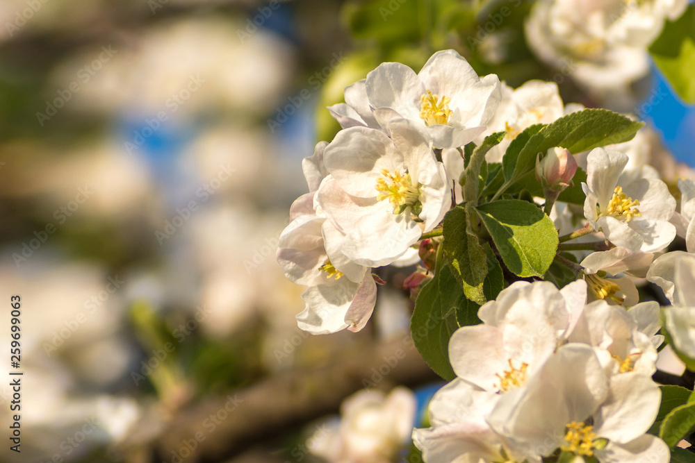 Fototapeta premium Spring blossoms of blooming apple tree in springtime.
