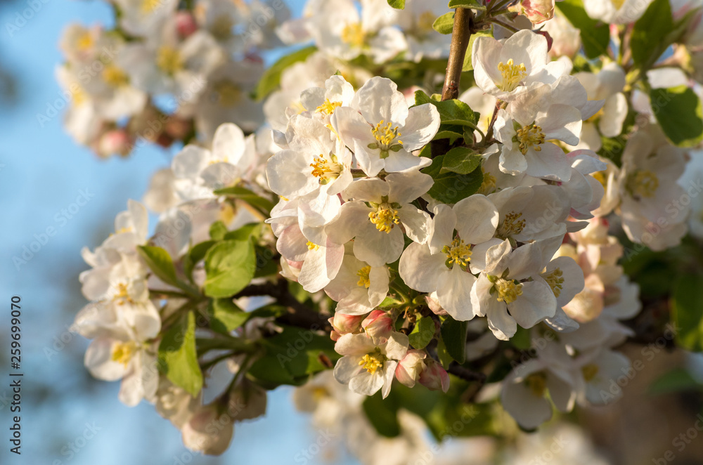 Spring blossoms of blooming apple tree in springtime. Spring blossoms of blooming apple tree in springtime.