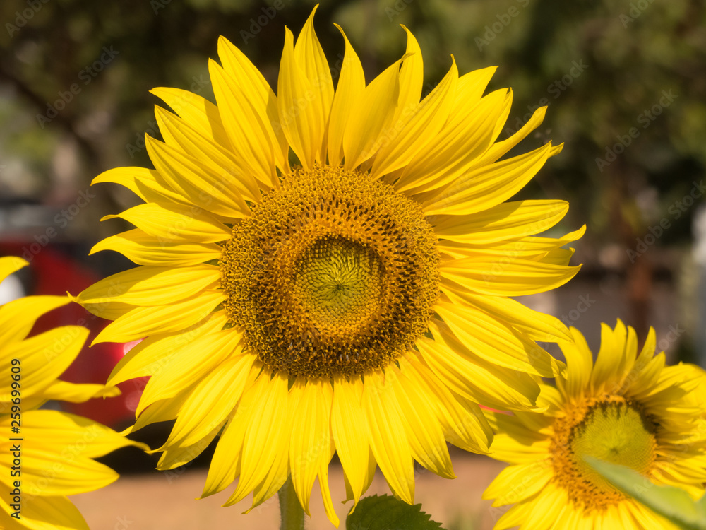 Big yellow sunflower on blurred tree background, Big yellow sunflower on blurred tree background,