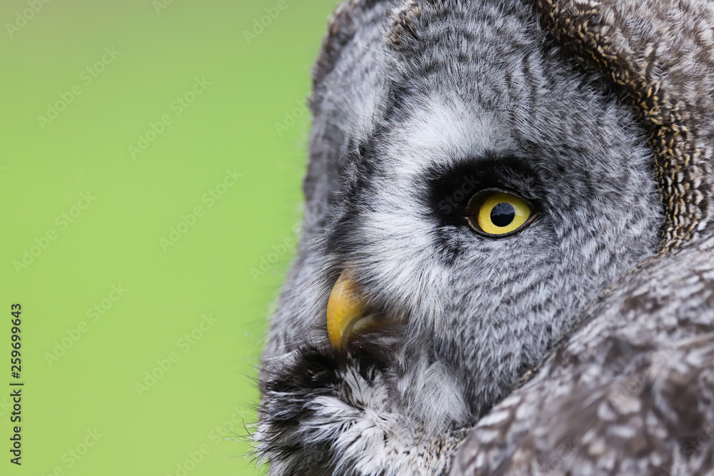 A close up portrait of the face of a Great Grey Owl (Strix nebulosa) A close up portrait of the face of a Great Grey Owl (Strix nebulosa)