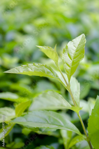 green leaves in the garden