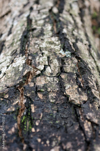 old tree bark