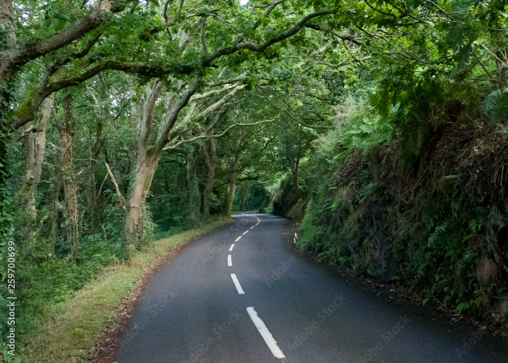 Fototapeta premium Jersey, UK- Beautiful windy country road 