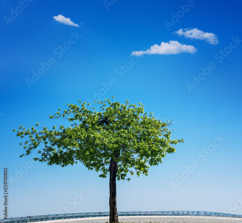 Fototapeta Naklejka Na Ścianę i Meble -  Lone green tree over blue cloudy sky background