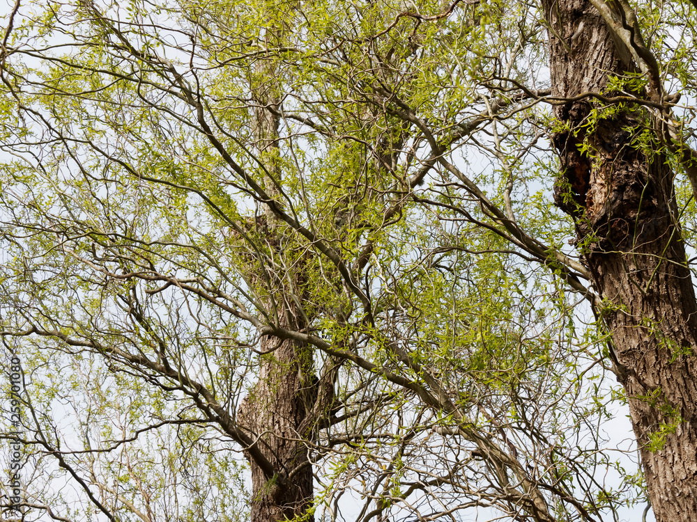 Fototapeta premium Rameaux et branches garnis de chatons et petites feuilles vertes claires du saule de Pékin tortueux au printemps (Salix matsudana 'Tortuosa')