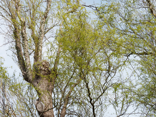 Rameaux et branches garnis de chatons et petites feuilles vertes claires du saule de Pékin tortueux au printemps (Salix matsudana 'Tortuosa') photo