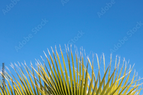 Feuille de palmier en bordure sur ciel bleu, resssource graphique photo