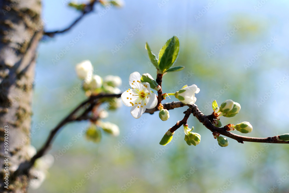 Cherry tree blooming in spring close up Cherry tree blooming in spring close up
