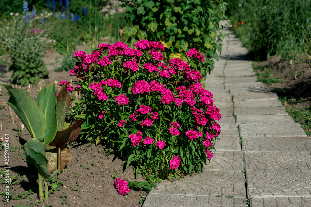  Dianthus barbatus flowers are blooming in the garden