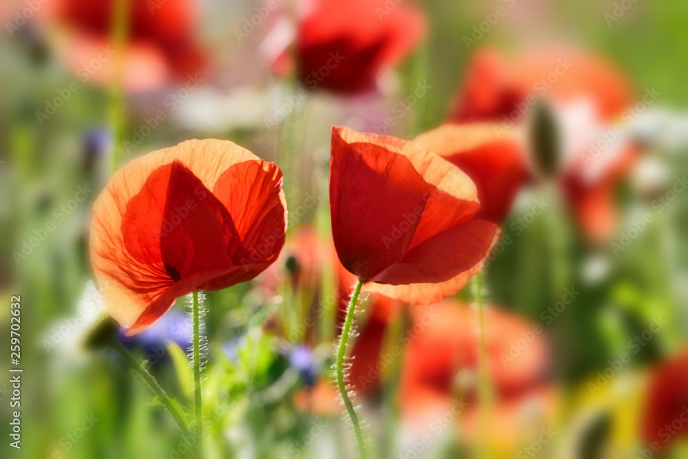 Naklejka premium Poppy.