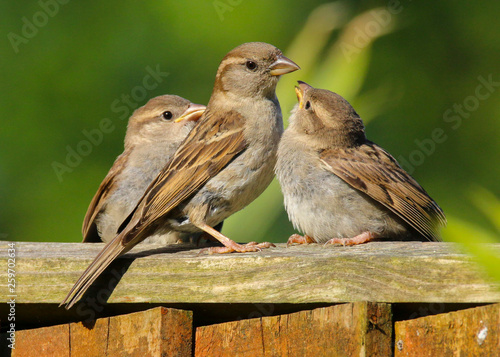 An adult female House Sparrow (Passer domesticus) with two baby sparrows begging for food. Sitting on my garden fence in Cardiff, South Wales, UK