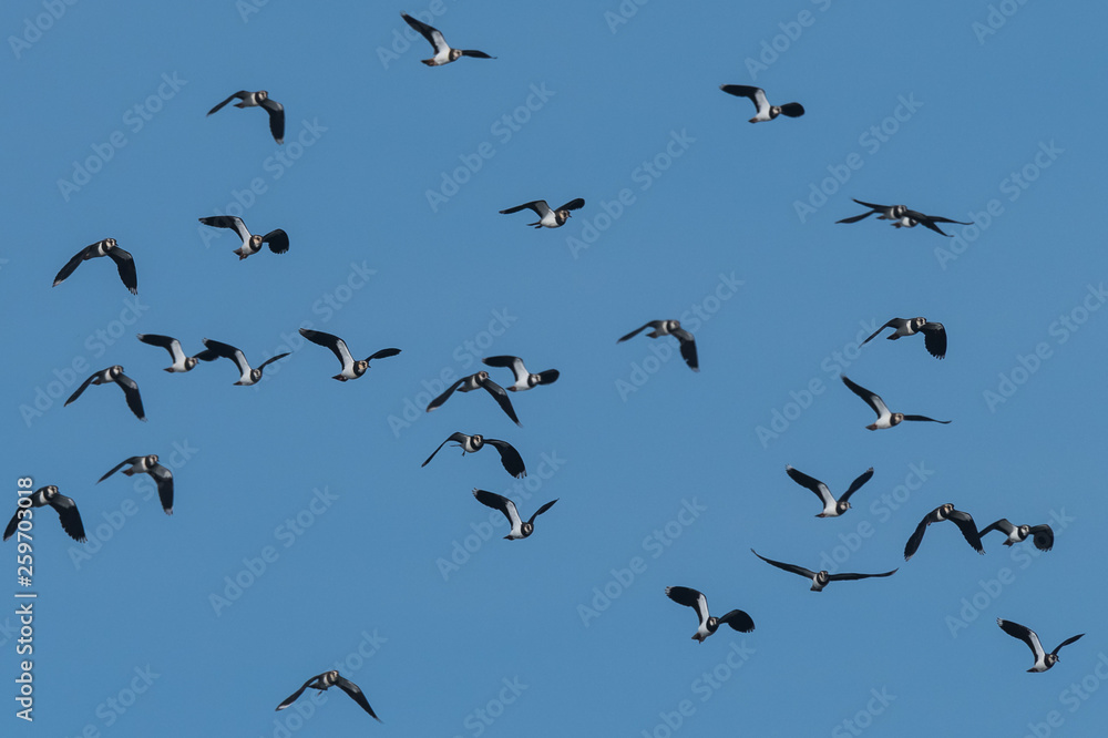flock of European Northern Lapwing or Green Plover flock of European Northern Lapwing or Green Plover