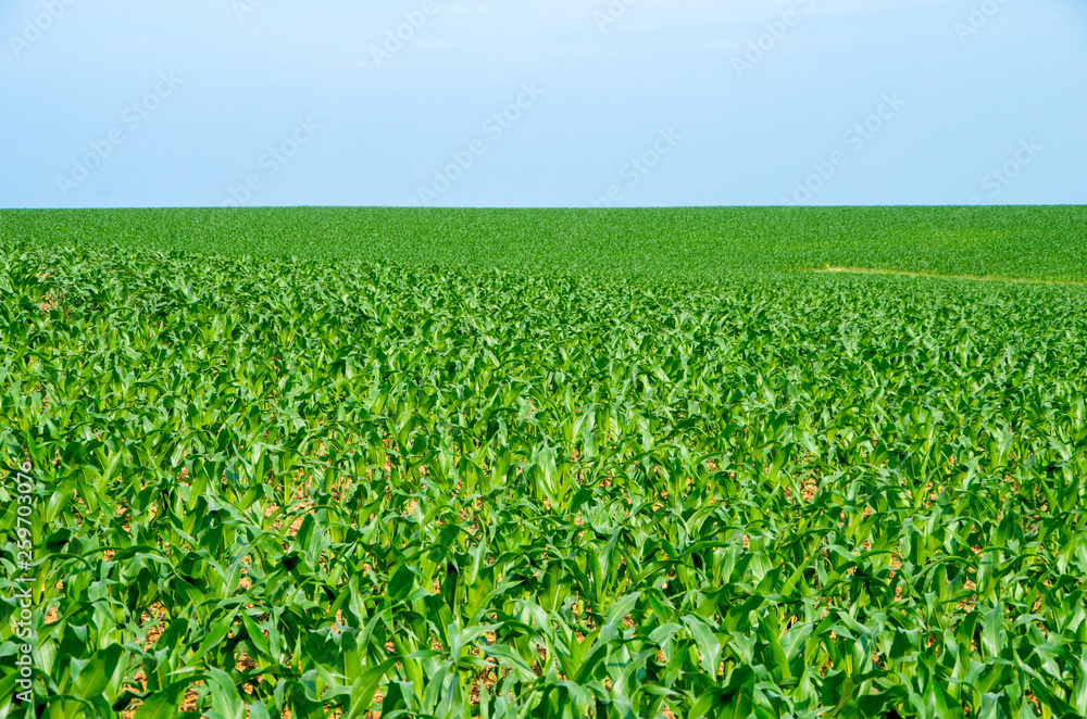 A field of lush green corn in the early summer.