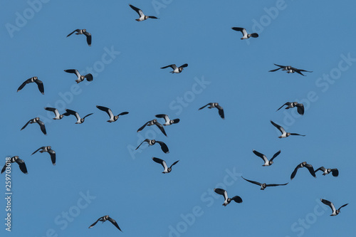 flock of European Northern Lapwing or Green Plover