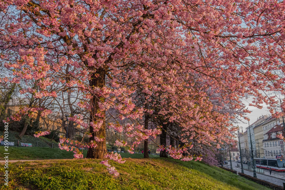Flowering trees in Prague, Czech Republic. Spring cityscape