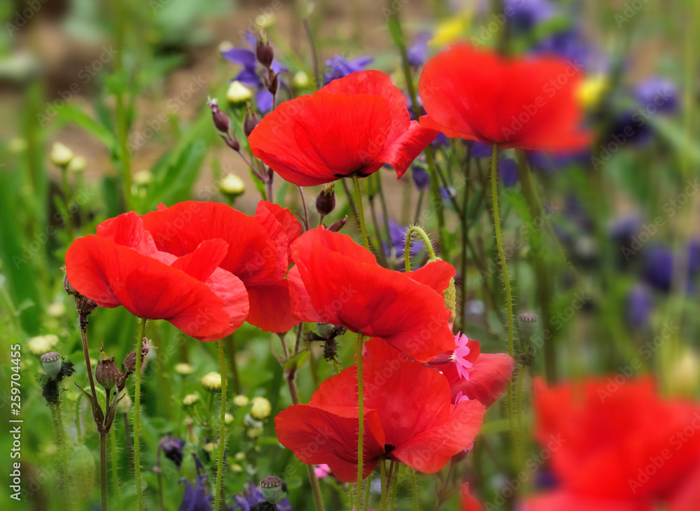 Naklejka premium Poppy.